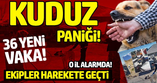 Kuduz paniği! O il alarmda...