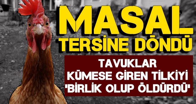 Kümese giren tilki, tavuklar tarafından öldürüldü
