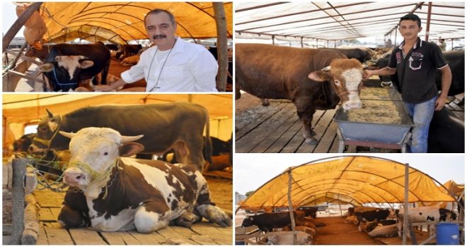 KURBAN ALIRKEN NELERE DİKKAT EDİLMELİ?