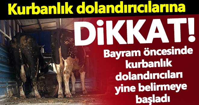 Kurbanlık dolandırıcıları gözaltına alındı!