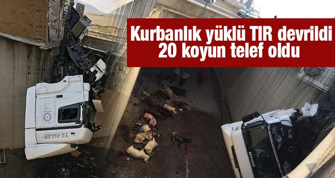Gaziantep'ten giden kurbanlık yüklü TIR devrildi