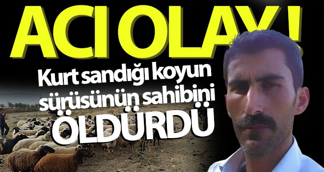 Kurt sandığı koyun sürüsünün sahibini kazara vurarak öldürdü