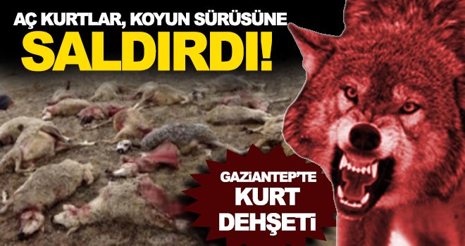 Kurtlar, koyun sürüsüne saldırdı: Onlarca ölü var