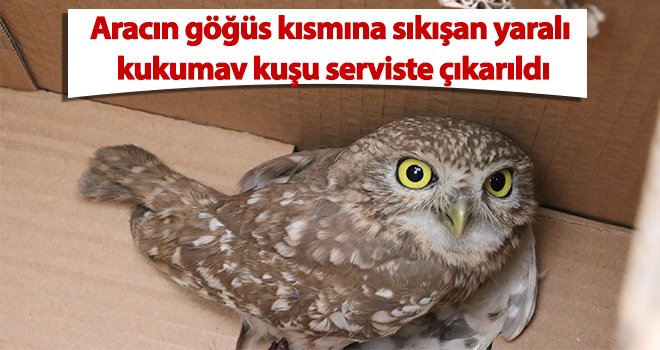 Kuş tedavi için Gaziantep Hayvanat Bahçesi'ne teslim edildi