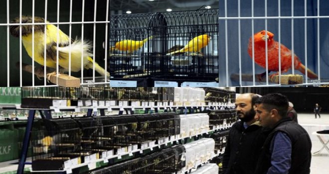 Kuşlar, Cumhuriyet için Gaziantep'te yarışıyor