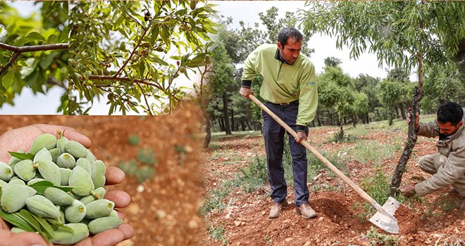 Kuşlar için dikilen fidanlar ağaç oldu
