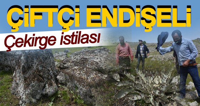 Mahalle çekirge istilasına uğradı