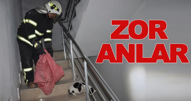 Mahsur kalan gebe kedi itfaiyecilere zor anlar yaşattı