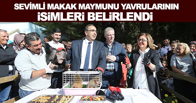 Makak maymunların yeni isimleri 'Fıstık' ve 'Zeytin' oldu