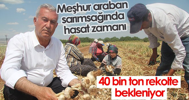 Meşhur araban sarımsağında hasat zamanı