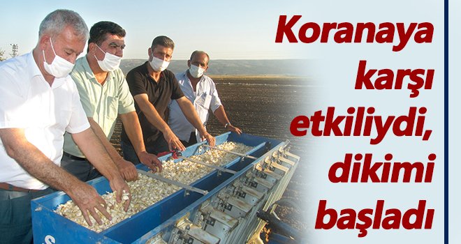 Meşhur Araban Sarımsağının dikimine başlandı