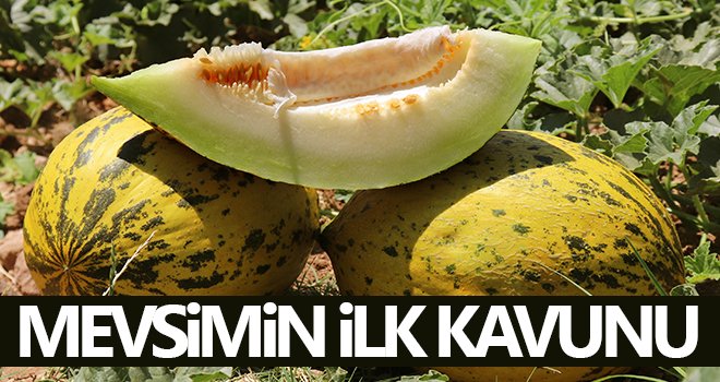 Mevsimin ilk Araban kavunu 25 gün erken yetişti