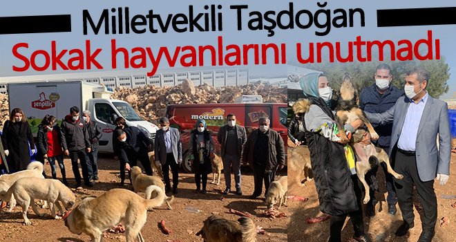 Milletvekili Taşdoğan, sokak hayvanlarını unutmadı