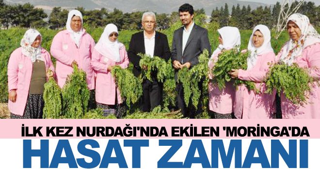 Moringa oleifera bitkisinin hasadı başladı