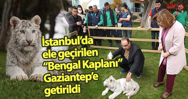 Nadir bulunan beyaz kaplan’ı Fatma Şahin karşıladı