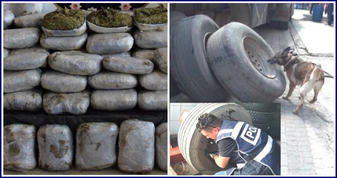 Narkotik köpeği 'Şans' TIR'da 147 kilo esrar buldu