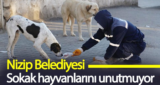 Nizip Belediyesi Sokak hayvanlarını unutmuyor