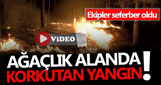 Nizip'te ağaçlık alanda yangın