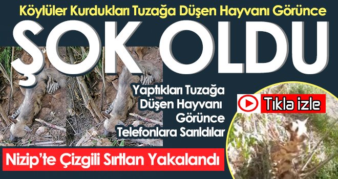 Nizip’te Çizgili Sırtlan Yakalandı