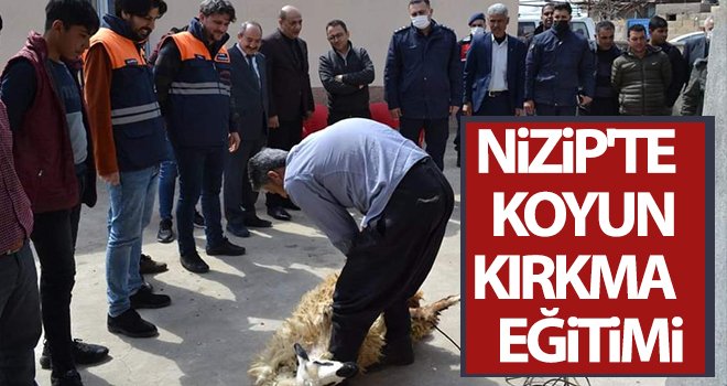Nizip'te koyun kırkma eğitimi