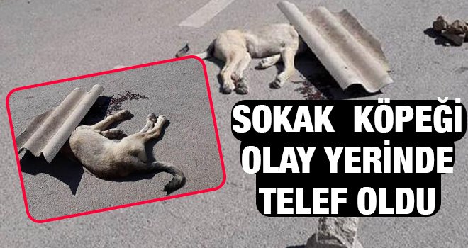 Nurdağı'nda aracın çarptığı köpek telef oldu