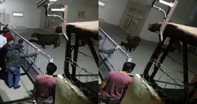 Öğrenci yurdunu boğa bastı...