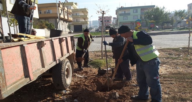 Oğuzeli Belediyesi'nden ağaçlandırma seferberliği