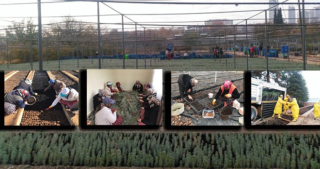 Orman İşletme Müdürlüğü 1.120.000 adet fidan üretiyor