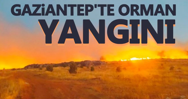 Ormanlarımız yine cayır cayır yanıyor!..