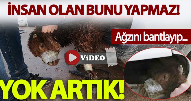 Otomobil farı ve benzin deposunda kuzu çıktı 