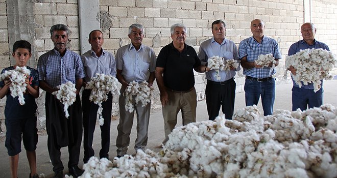 Pamukta sezonun ilk hasadı