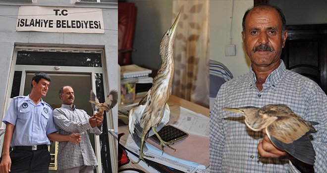 Parkta Bulunan Yaralı Balıkçıl Tedaviye Alındı