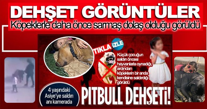 Pitbull cinsi köpeklerin minik Asiye’ye saldırı anı kamerada