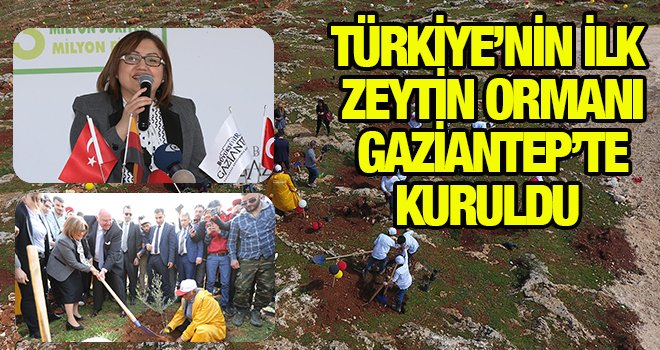 Şahin: “Zeytin barıştır, kardeşliktir, sevgidir