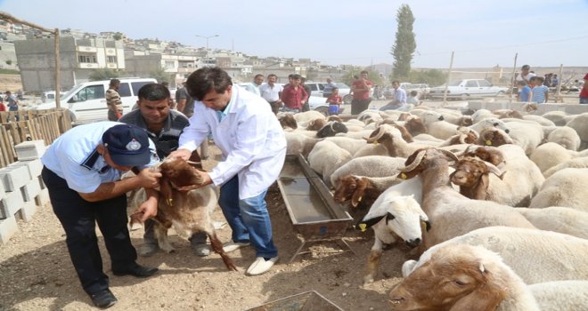 ŞAHİNBEY BELEDİYESİ KURBANLIKLARI DENETLEDİ