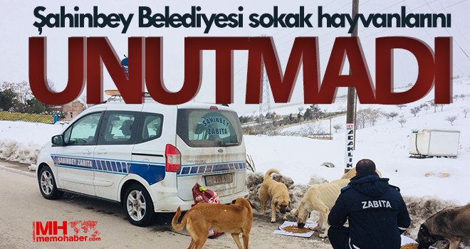 Şahinbey Belediyesi sokak hayvanlarını unutmadı