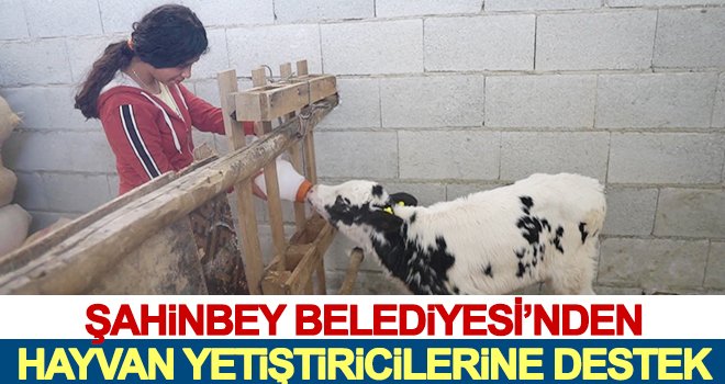 Şahinbey Belediyesi'nden 243 hayvan yetiştiricisine destek