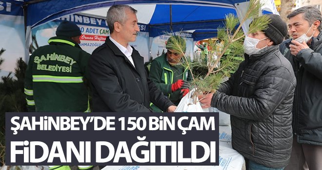 Şahinbey’de 150 bin çam fidanı dağıtıldı