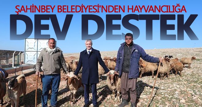 Şahinbey'den hayvancılığa dev destek