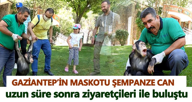 Şempanze Can’ın ziyaretçi mutluluğu
