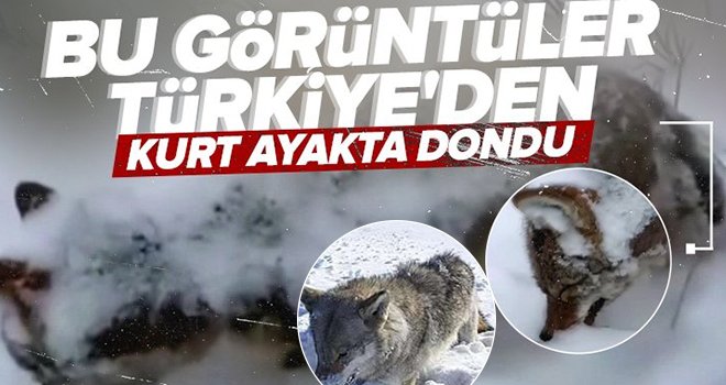 Sibirya değil Türkiye! Kurt soğuktan ayakta dondu