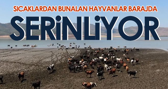Sıcaklardan bunalan hayvanlar barajda serinliyor