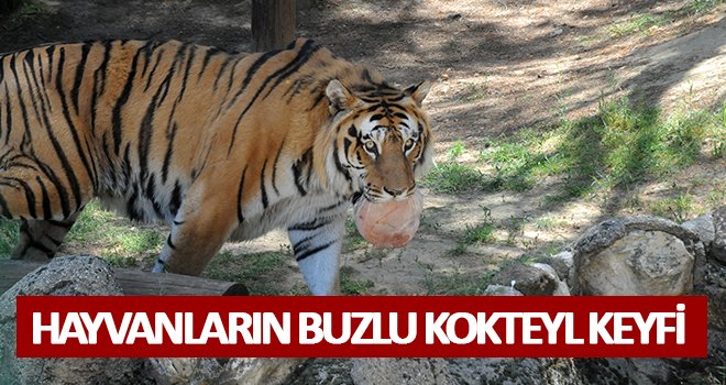 Sıcaktan bunalan hayvanlara buzlu meyve kokteylli serinlik