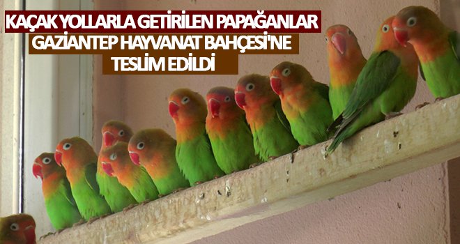 Sınırda 200 cennet papağanı yakalandı