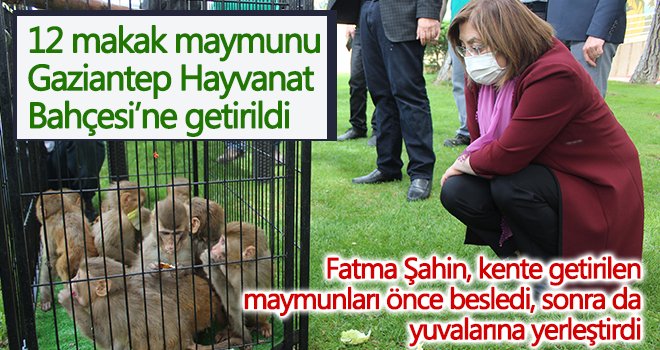 Sınırda yakalanan 12 maymun Gaziantep’te koruma altına alındı