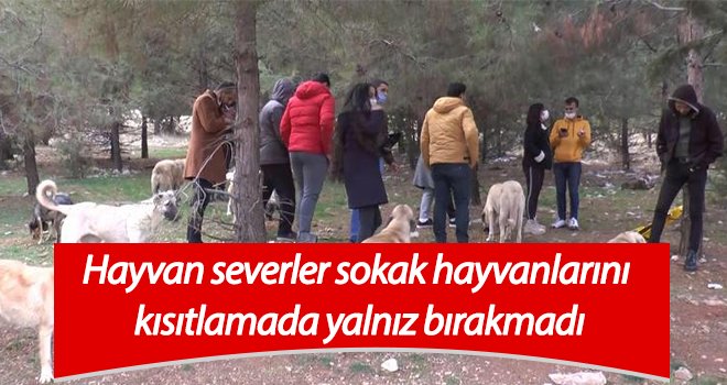 Sokak hayvanları kısıtlamada yalnız bırakılmadı