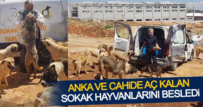 Sokak hayvanlarına 2 tona yakın mama dağıtıldı