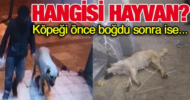 Sokak köpeğine yapılan iğrençlik pes dedirtti!..