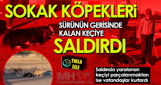 Sokak köpeklerinin keçiyi parçalama çalıştığı anlar kameraya yansıdı