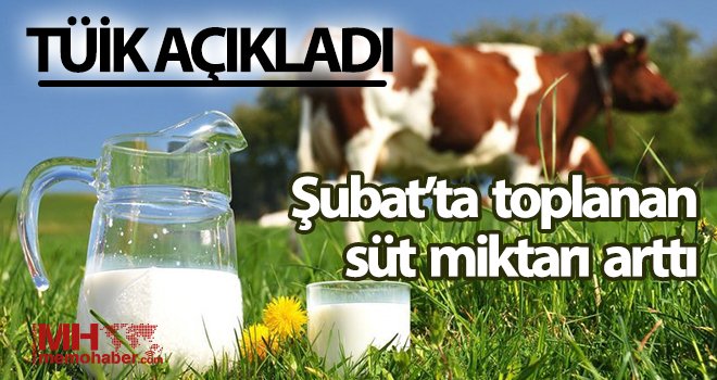 Şubatta toplanan süt miktarı arttı